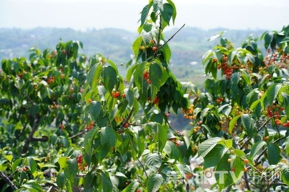 云雾山樱桃抢“鲜”上市 璧山区八塘镇激活乡村振兴‘甜蜜引擎’”