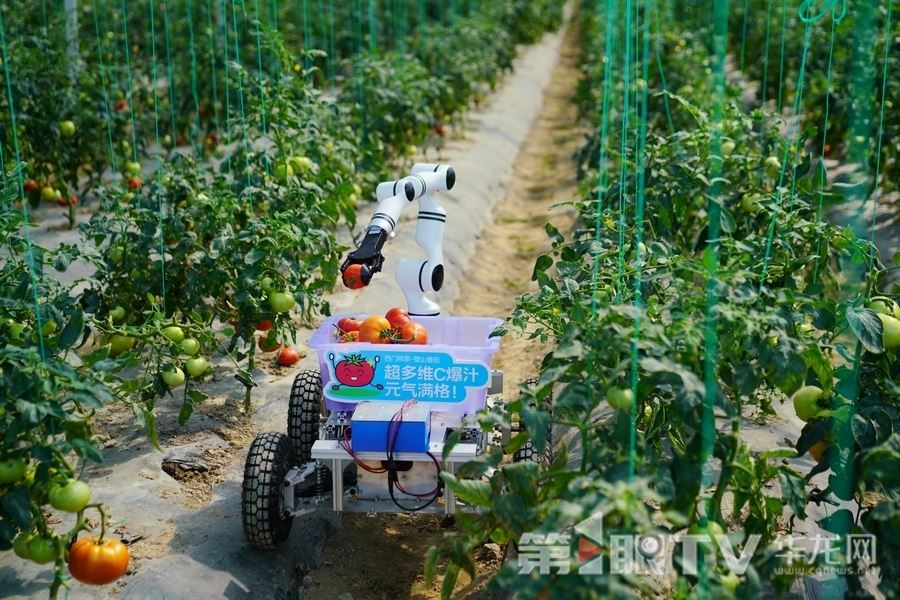 "科技大脑"护航璧山番茄 果琳生态璧山番茄小镇番茄采摘节正式启幕开园