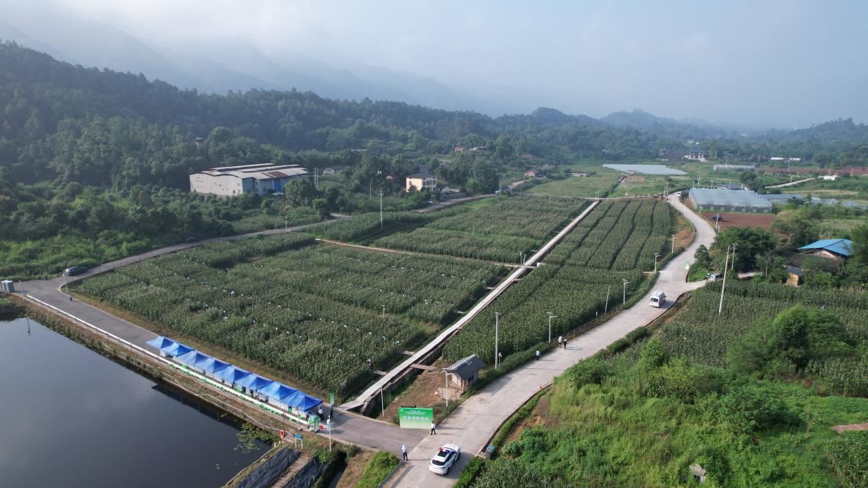 璧山区健龙镇:一粒玉米的“科技+产业”三级跳——从品鉴会看现代农业的破局之道