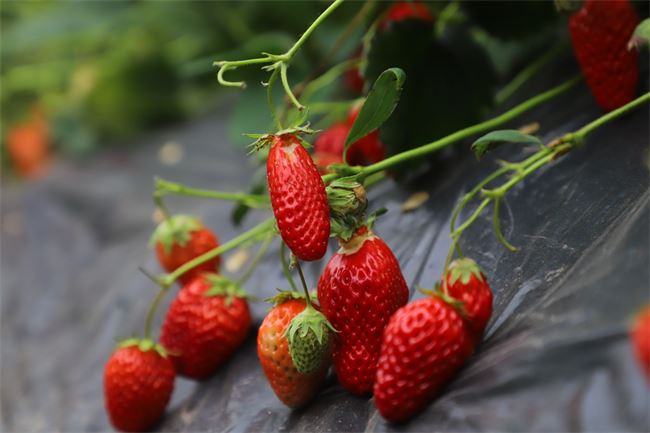 璧山：春日采摘正当时 果香四溢引客来