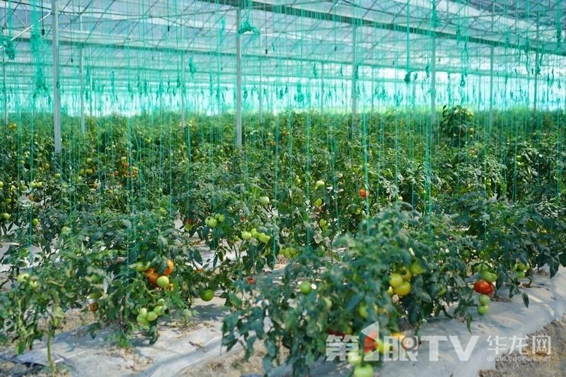 “红果果”变“金果果” 璧山小番茄书写乡村振兴大文章