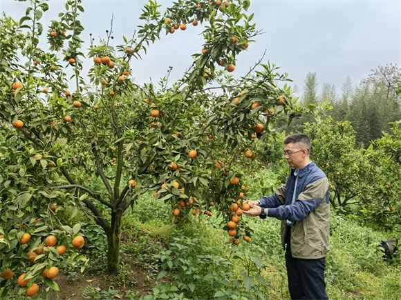 驻村第一书记苏成洪：在希望的田野上谱写振兴诗篇