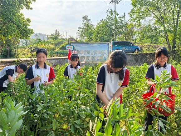 从指尖泥土到舌尖春天:璧山区大兴小学“蚕豆成长记”的劳动实践育人密码