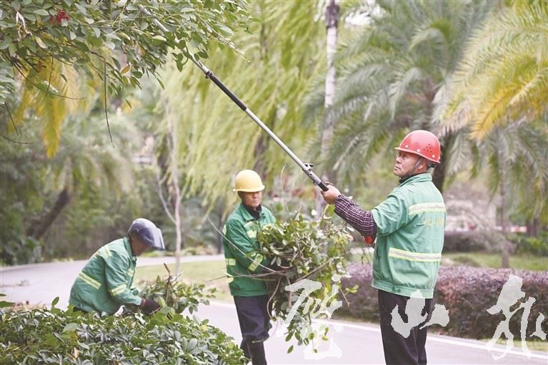 区城市管理局：开展冬季绿化养护工作