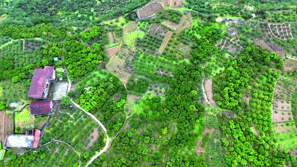 从“提篮叫卖”到“品牌逆袭”一颗果子带给乡村的振兴新“橙”分