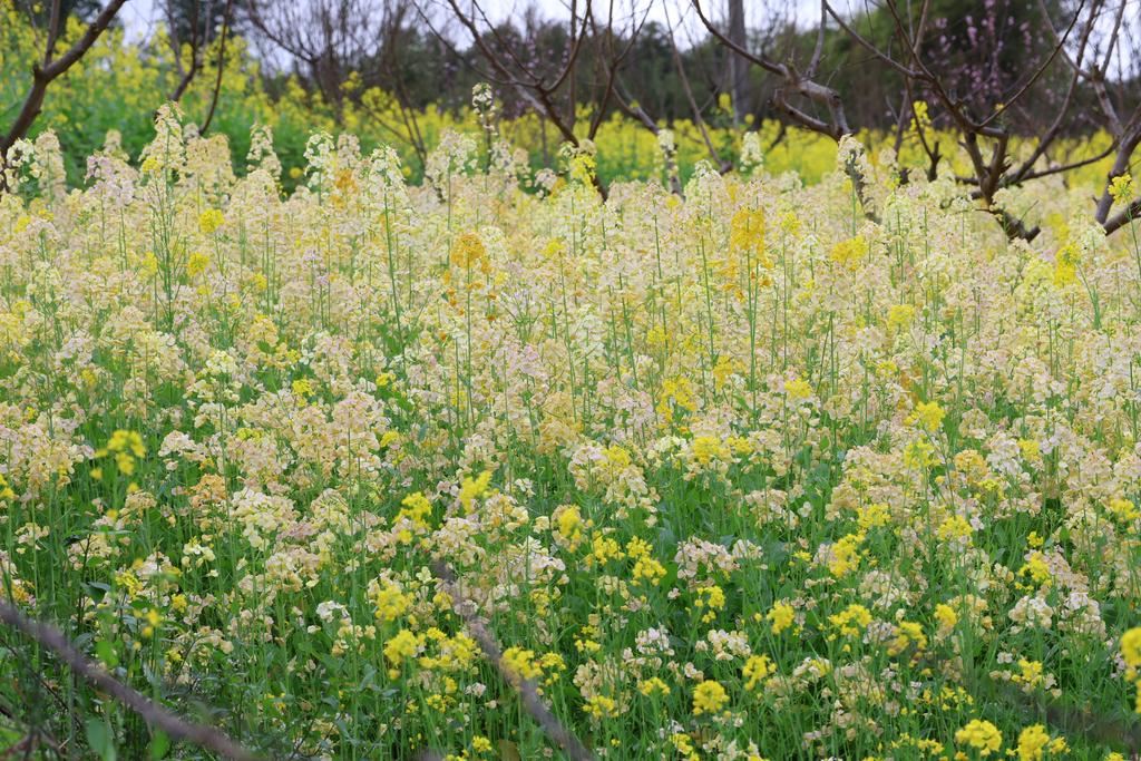 春回大地繁花盛黛山秀湖满目春