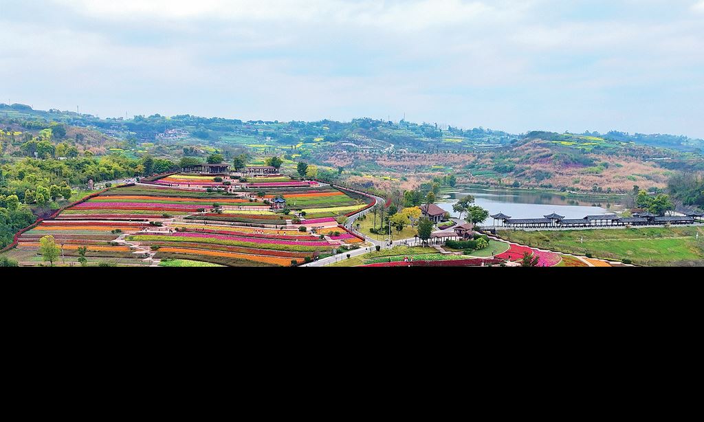 梯田繁花绽璧山春意浓