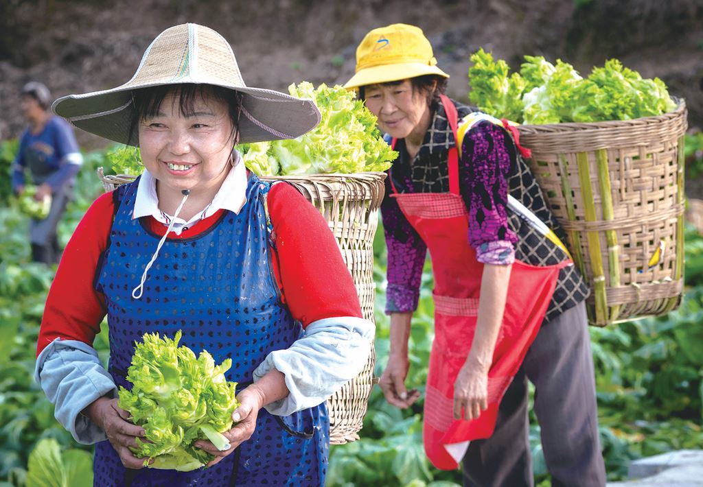 一粒儿菜种振兴万家田丁家儿菜铺就乡村振兴致富路